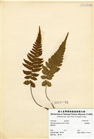 藏品(假蹄蓋蕨)的圖片